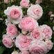Саджанець плетистої троянди Ларісса (Larissa)(закритий корінь) 1606333471 фото 1