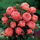 Саджанець троянди Поульсен Schackenborg (Шакенборг)(закритий корінь) 1606333675 фото 1
