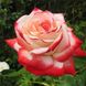 Саджанець троянди чайно-гібридної (садової) Імператриця Фарах (Imperatrice Farah)(закритий корінь) 1606333321 фото 1