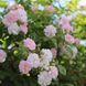 Саджанець троянди Ропару Paul's Hymalayan Musk (Гімалайський мускус Павла)(закритий корінь) 1606333521 фото 1