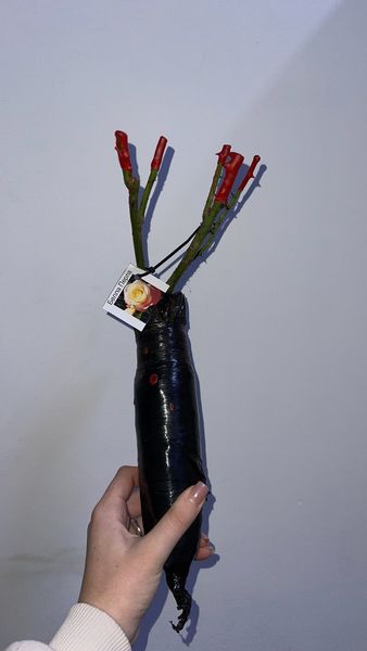Саджанець троянди Ропару Paul's Scarlet Climber (Пол Скарлет)(закритий корінь) 1606333522 фото