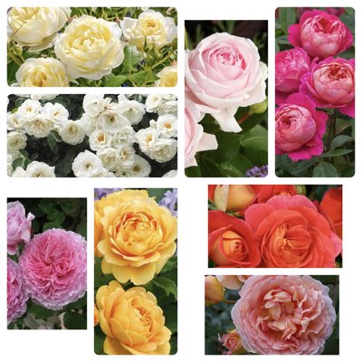 Набір із 8шт. саджанців англійських троянд 1868755764 фото