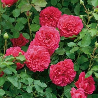 Саджанець англійської троянди Сер Джон Бетжамен (Sir John Betjeman)(закритий корінь) 1606333422 фото