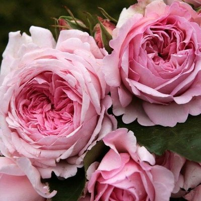 Саджанець англійської троянди Гарден оф Роузес (Garden of Roses)(закритий корінь) 1606333372 фото