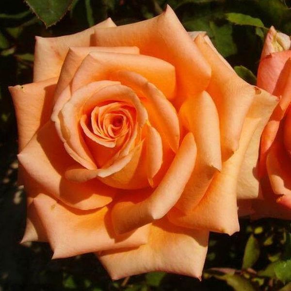 Саджанець троянди чайно-гібридної (садової) Імпульс (Impulse)(закритий корінь) 1606333322 фото
