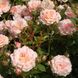 Саджанець троянди Тантау Peach Clementine (Персик Клементин)(закритий корінь) 1606333626 фото 1