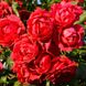 Саджанець троянди Ропару Paul's Scarlet Climber (Пол Скарлет)(закритий корінь) 1606333522 фото 1