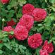 Саджанець англійської троянди Сер Джон Бетжамен (Sir John Betjeman)(закритий корінь) 1606333422 фото 1