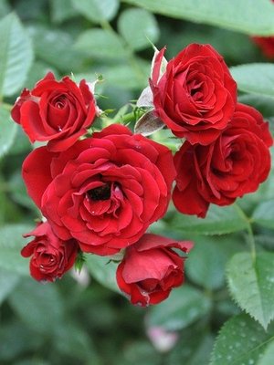 Саджанець троянди Поульсен Tatoo (Тату)(закритий корінь) 1606333677 фото