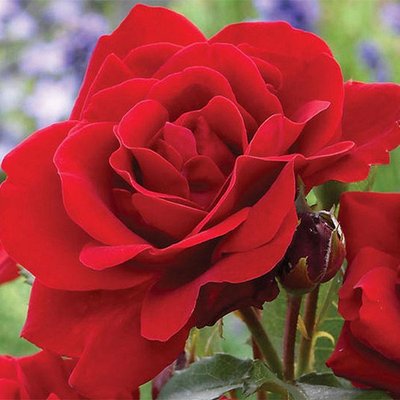 Саджанець плетистої троянди Лілі Марлен (Lilli Marleen)(закритий корінь) 1606333473 фото