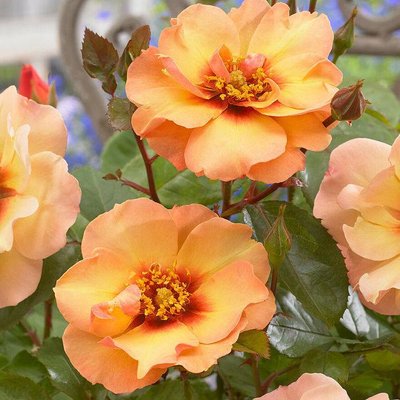 Саджанець троянди Ропару Persian Sun (Персидське сонце)(закритий корінь) 1606333523 фото