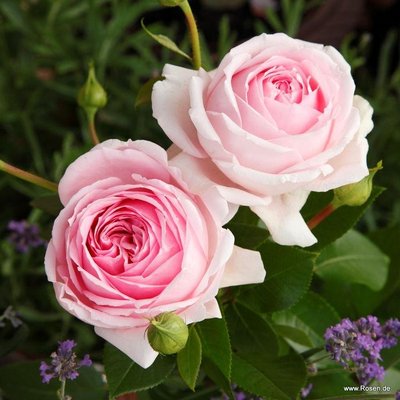 Саджанець англійської троянди Велленшпіль (Wellenspiel)(закритий корінь) 1606333373 фото
