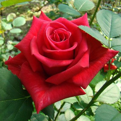 Саджанець троянди чайно-гібридної (садової) Кардинал (Kardinal)(закритий корінь) 1606333323 фото