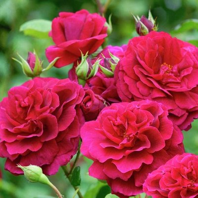 Саджанець англійської троянди Тесс Оф Зе Д'ербервіль (Tess of The d'Urbervilles)(закритий корінь) 1606333423 фото