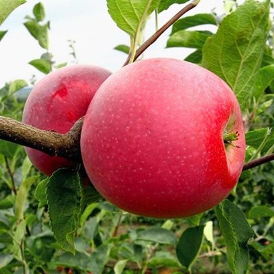 Саджанець яблуні "Чемпіон" (зимовий сорт ранній термін дозрівання) 1606334844 фото