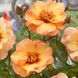 Саджанець троянди Ропару Persian Sun (Персидське сонце)(закритий корінь) 1606333523 фото 1