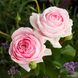 Саджанець англійської троянди Велленшпіль (Wellenspiel)(закритий корінь) 1606333373 фото 1