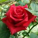 Саджанець троянди чайно-гібридної (садової) Кардинал (Kardinal)(закритий корінь) 1606333323 фото 1