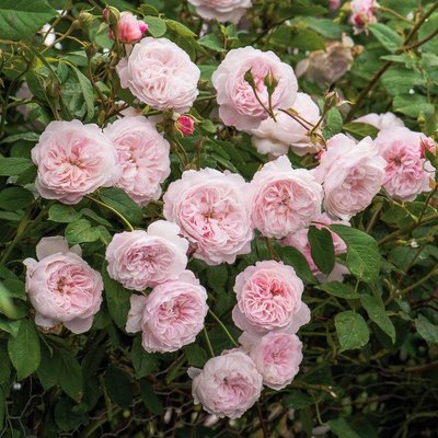 Саджанець англійської троянди Зе Олбрайтон Рамблер (The Albrighton Rambler)(закритий корінь) 1606333374 фото