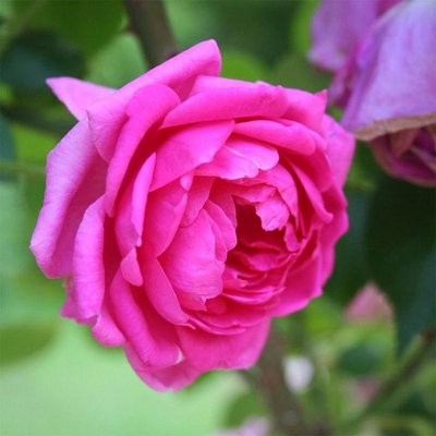 Саджанець троянди Ропару Pink Cloud (Рожева хмара)(закритий корінь) 1606333524 фото