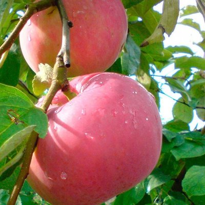 Саджанець яблуні "Женева Ерлі" (літній сорт, ранній термін дозрівання) 1606334845 фото