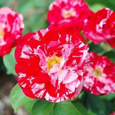 Саджанець троянди Поульсен Twist (Твіст)(закритий корінь) 1606333678 фото