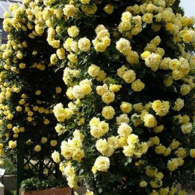Саджанець плетистої троянди Лимона (Limona)(закритий корінь) 1606333474 фото