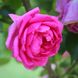 Саджанець троянди Ропару Pink Cloud (Рожева хмара)(закритий корінь) 1606333524 фото 1