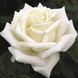 Саджанець троянди Тантау Polarstern (Полярстерн)(закритий корінь) 1606333628 фото 1