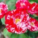 Саджанець троянди Поульсен Twist (Твіст)(закритий корінь) 1606333678 фото 1