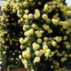 Саджанець плетистої троянди Лимона (Limona)(закритий корінь) 1606333474 фото 1