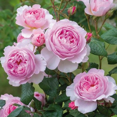 Саджанець англійської троянди Олівія Роуз Остін (Olivia Rose Austin)(закритий корінь) 1606333407 фото