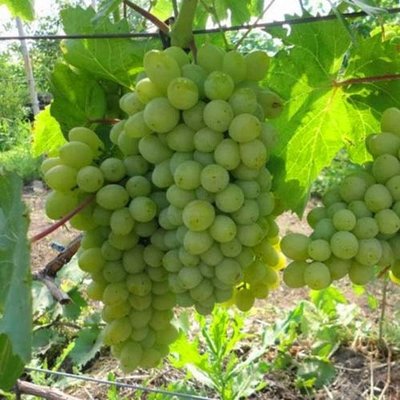Саджанець винограду Кишмиш "Хімрод" (середньо-ранній термін дозрівання) 1606333712 фото