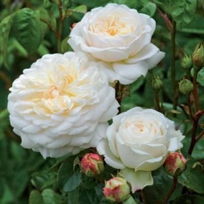 Саджанець троянди чайно-гібридної (садової) Транквіліті (Tranquillity)(закритий корінь) 1606333357 фото