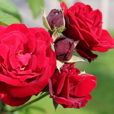 Саджанець троянди Ропару Europeana (Європеана)(закритий корінь) 1606333507 фото