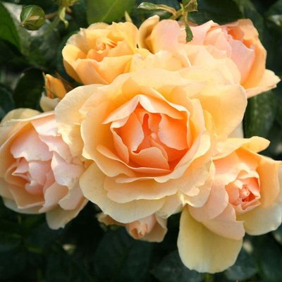 Саджанець троянди Тантау Hansestadt Rostock (Ганзештадт Росток)(закритий корінь) 1606333611 фото