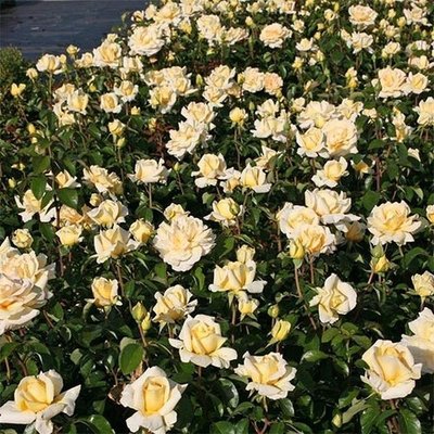 Саджанець плетистої троянди Вінтер Сан (Winter Sun)(закритий корінь) 1606333457 фото