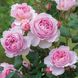 Саджанець англійської троянди Олівія Роуз Остін (Olivia Rose Austin)(закритий корінь) 1606333407 фото 1