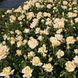 Саджанець плетистої троянди Вінтер Сан (Winter Sun)(закритий корінь) 1606333457 фото 1