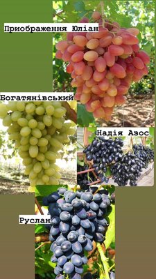 Набір з 4шт саджанців винограду 000000016 фото