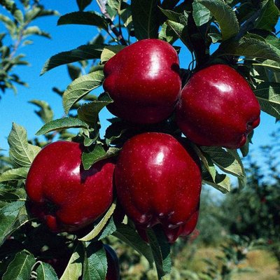 Саджанець яблуні "Ред Чіф" (зимовий сорт, пізній термін дозрівання) 1606334846 фото