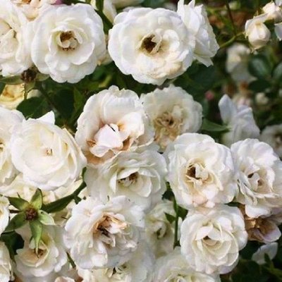 Саджанець троянди Поульсен Waltz (Вальс)(закритий корінь) 1606333679 фото