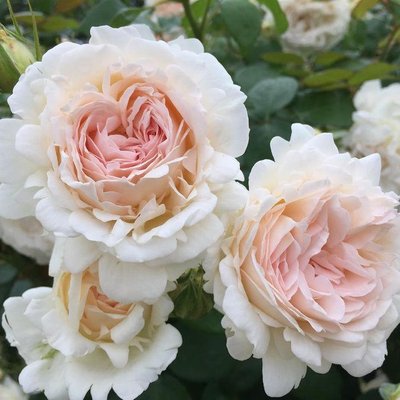 Саджанець англійської троянди Себастьян Кнейп (Sebastian Kneipp)(закритий корінь) 1606333375 фото