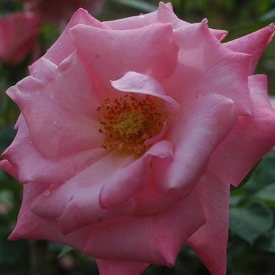 Саджанець троянди Ропару Pink Ocean (Рожевий океан)(закритий корінь) 1606333525 фото