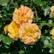 Саджанець троянди Тантау Sahara (Сахара)(закритий корінь) 1606333629 фото 1