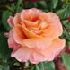 Саджанець плетистої троянди Люстіг (Lustige)(закритий корінь) 1606333475 фото 1