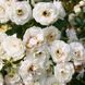 Саджанець троянди Поульсен Waltz (Вальс)(закритий корінь) 1606333679 фото 1