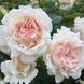 Саджанець англійської троянди Себастьян Кнейп (Sebastian Kneipp)(закритий корінь) 1606333375 фото 1