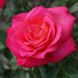 Саджанець троянди чайно-гібридної (садової) Корфу (Corfu)(закритий корінь) 1606333325 фото 1
