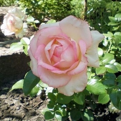 Саджанець троянди Ропару Ragazza (Дівчина)(закритий корінь) 1606333526 фото